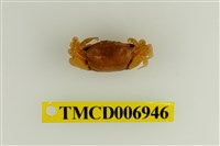 藏品(四角丑招潮蟹)的圖片